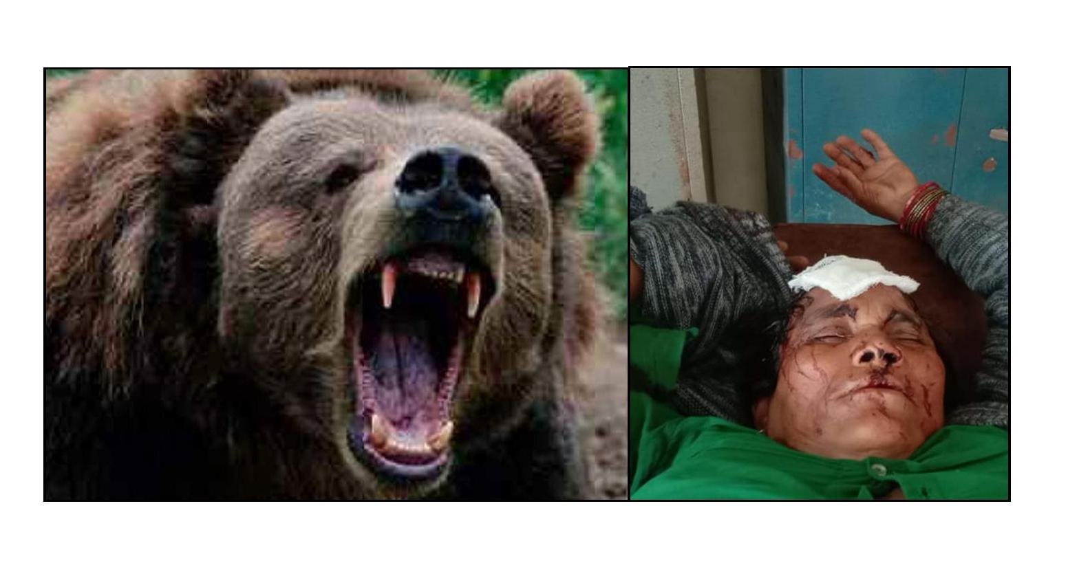 The bear attacked the woman and injured her badly, the woman pleaded for treatment