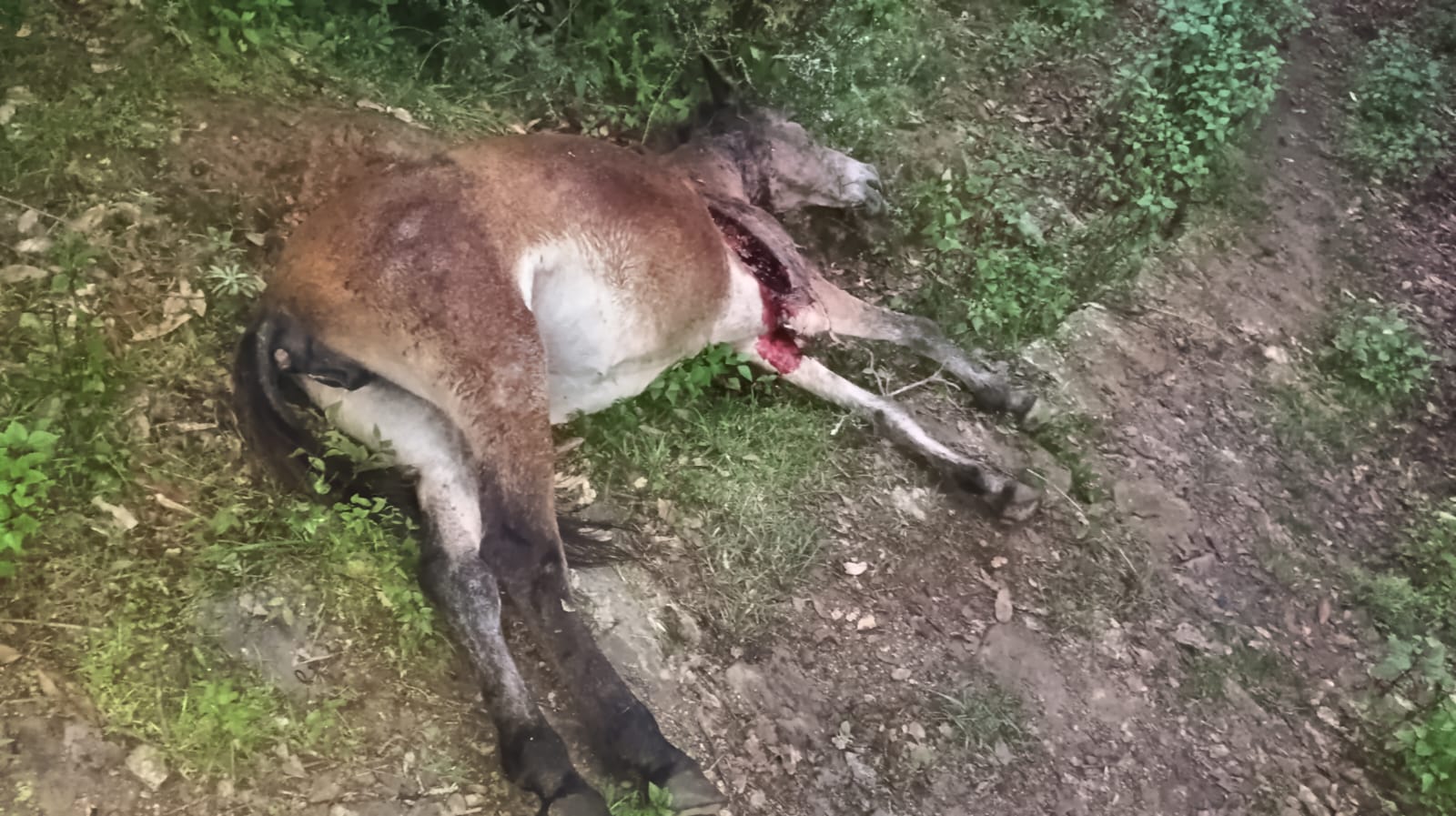 छैकुडा गांव में दिन दहाड़े गुलदार ने खच्चर को अपनाया अपना शिकार , हुई मौत